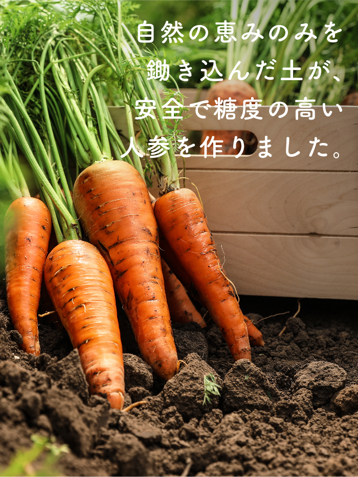訳ありジュース用国産人参