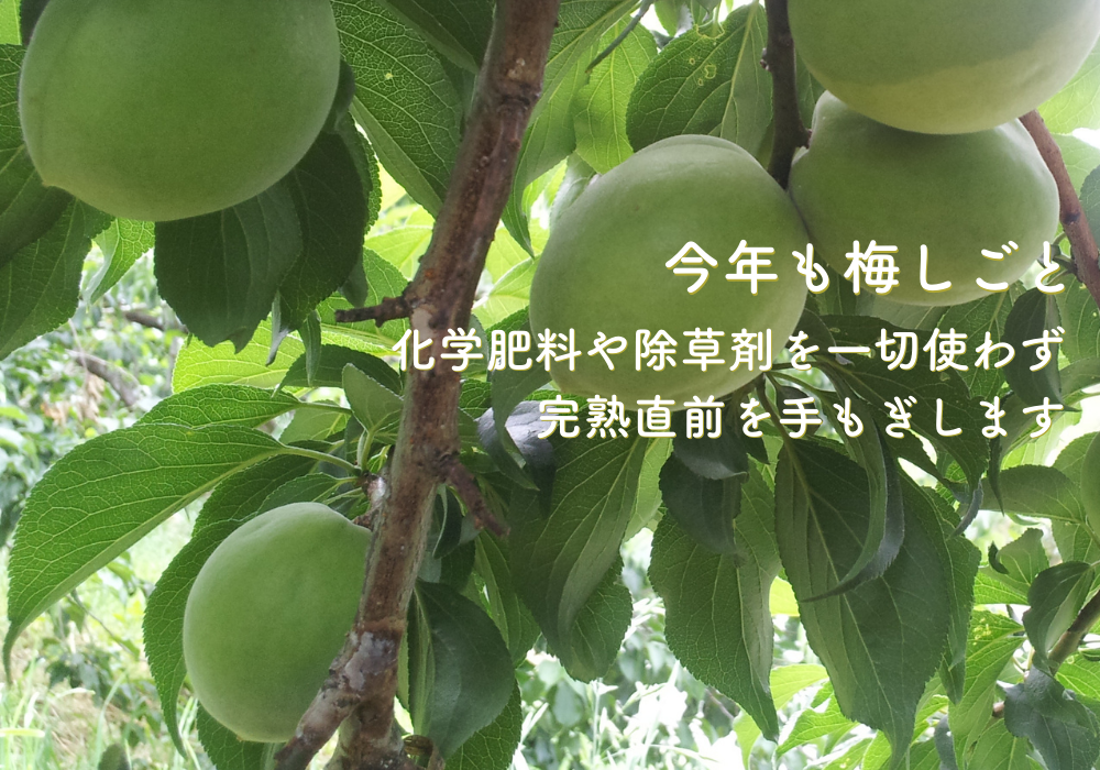 ナンコウバイ
