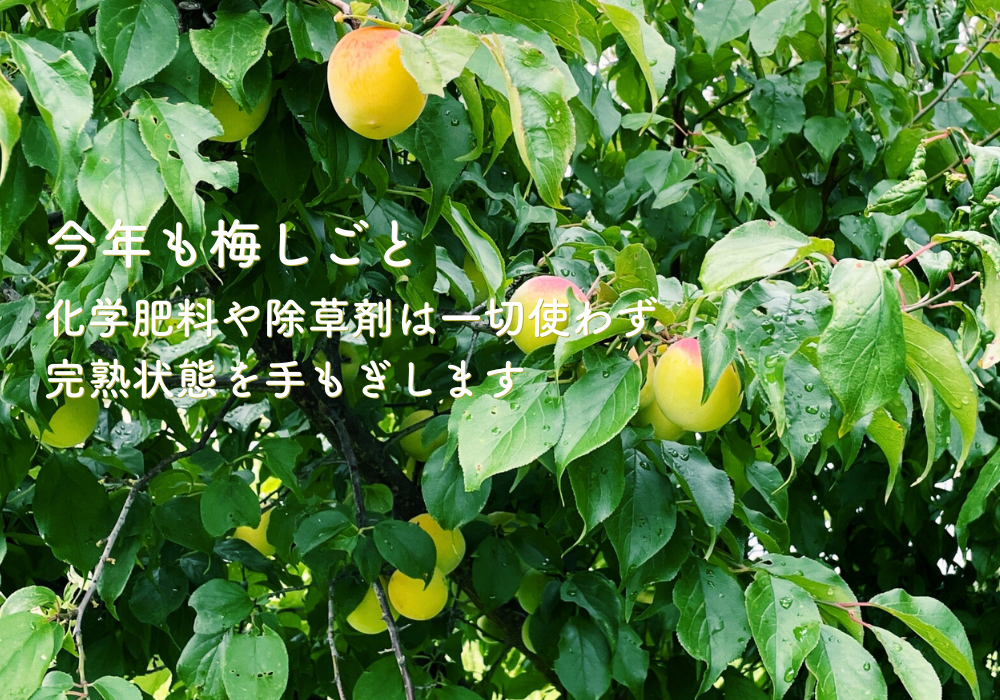ナンコウバイ
