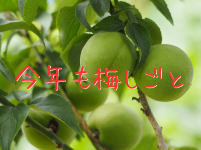 ナンコウバイ